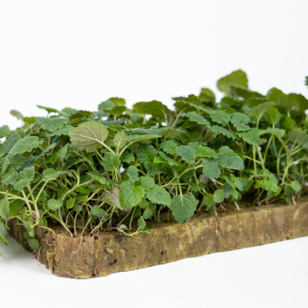Вегетационный мат для выращивания микрозелени 600*400*20