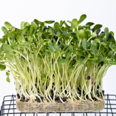 Вегетационный мат для выращивания микрозелени