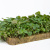 Вегетационный мат для выращивания микрозелени 600*400*20