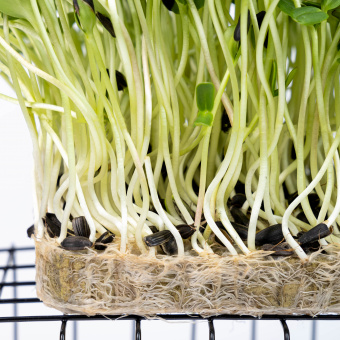 Вегетационный мат для выращивания микрозелени