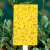 Ловушка клеевая желтая, для белокрылки и других насекомых, 1 шт  (25 см x 10 см) 